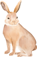 watercolor rabbit clip art png