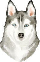 chien husky sibérien aquarelle png