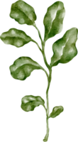 watercress vegetable watercolor png