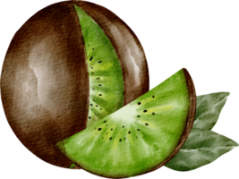 elemento de fruta de kiwi acuarela png