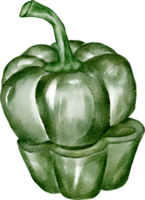 watercolor green pepper png