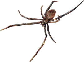 inseto aranha aquarela png