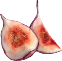 waterverf fig fruit klem kunst png