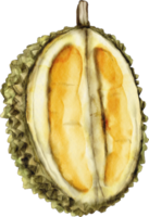 clip art de fruta durian acuarela png