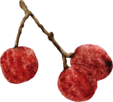 watercolor lychee fruit clip art png
