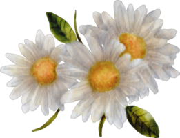 acuarela flor margarita png