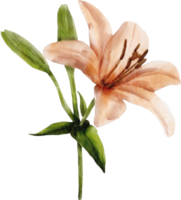 flor de lírio aquarela png
