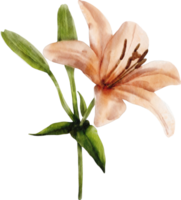 aquarell lilienblume png