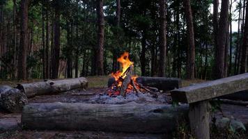 kleines lagerfeuer am winterabend im wald. brennendes lagerfeuer im winterlichen kiefernwald. video