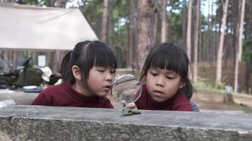 Two cute sisters are exploring and using a magnifying glass to observe wild caterpillars moving on planks. Cute Asian girl watching and learning caterpillars with magnifying glass. video