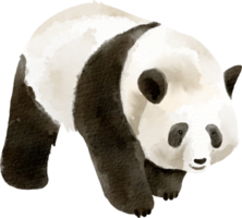 vattenfärg panda söt klämma konst png