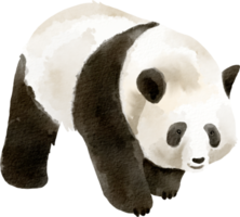 Png Panda Bear Pictures png for Free Download, DLPNG