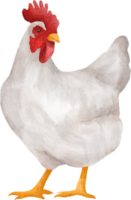 clipart de galinha em aquarela png