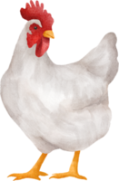 clipart de gallina acuarela png