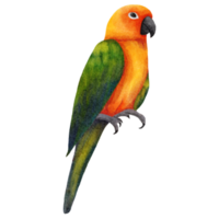 acquerello pappagallo uccello png