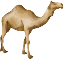 kamel vattenfärg klämma konst png