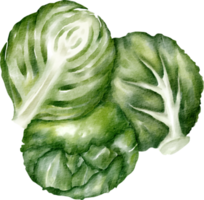watercolor brussels sprouts png