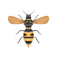 insecto insecto acuarela png