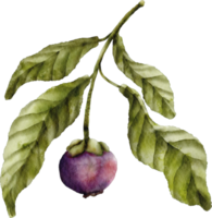 vattenfärg mangostan frukt png