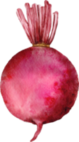 watercolor beetroot vegetable png