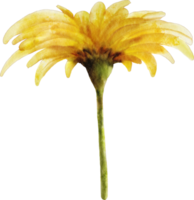 clipart de tournesol aquarelle png