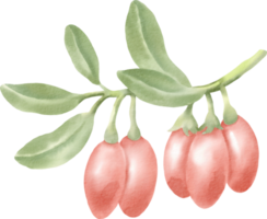 acuarela gojiberry clip art baya png