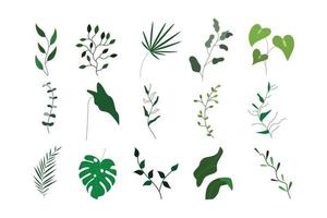 Set of beautiful tropical leaf isolated for nature design element vector