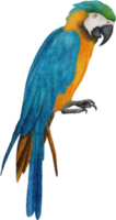 vattenfärg papegoja klämma konst png
