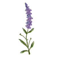 watercolor lavender flower clip art png