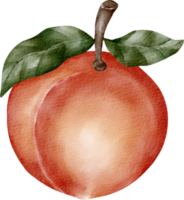 clipart élément pêche aquarelle png