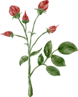 rosa roja acuarela png