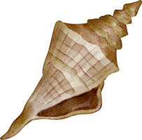 coquille d'océan aquarelle png