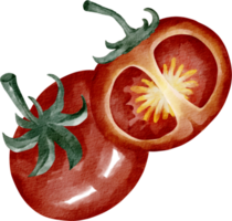 vegetales de tomate acuarela png