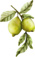 waterverf limoen klem kunst fruit png