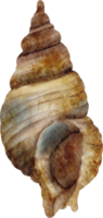 watercolor sea shell png