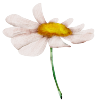 watercolor chamomile flower png