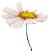 Aquarell Kamillenblüte png