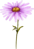 watercolor aster flower png