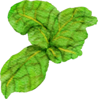 watercolor mint leaves png