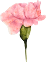 flor de clavel acuarela png