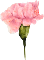 fleur d'oeillet aquarelle png