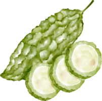 vattenfärg bitter kalebass png