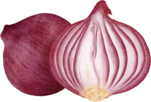 aquarell rote zwiebel png