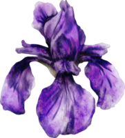 vattenfärg iris blomma png