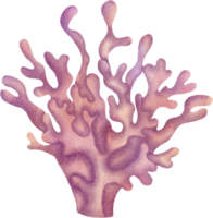 imágenes prediseñadas de coral acuarela png