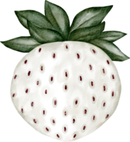 watercolor berry wineberry png