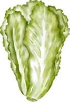 vegetal de alface aquarela png