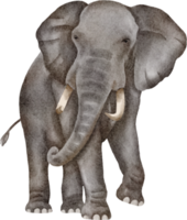 imágenes prediseñadas de elefante acuarela png