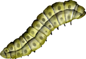 watercolor caterpillar clip art png