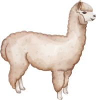clipart de alpaca em aquarela png
